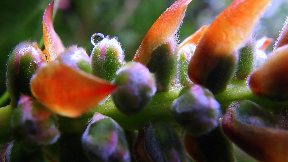 orange and green flower