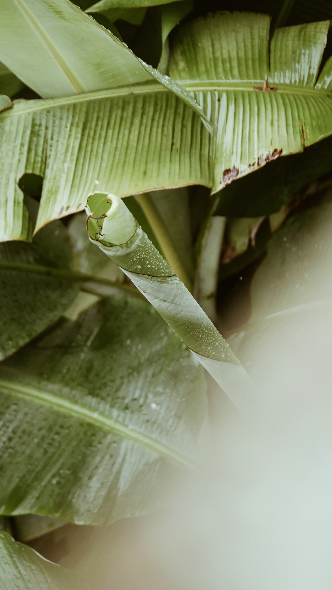 green banana leaf