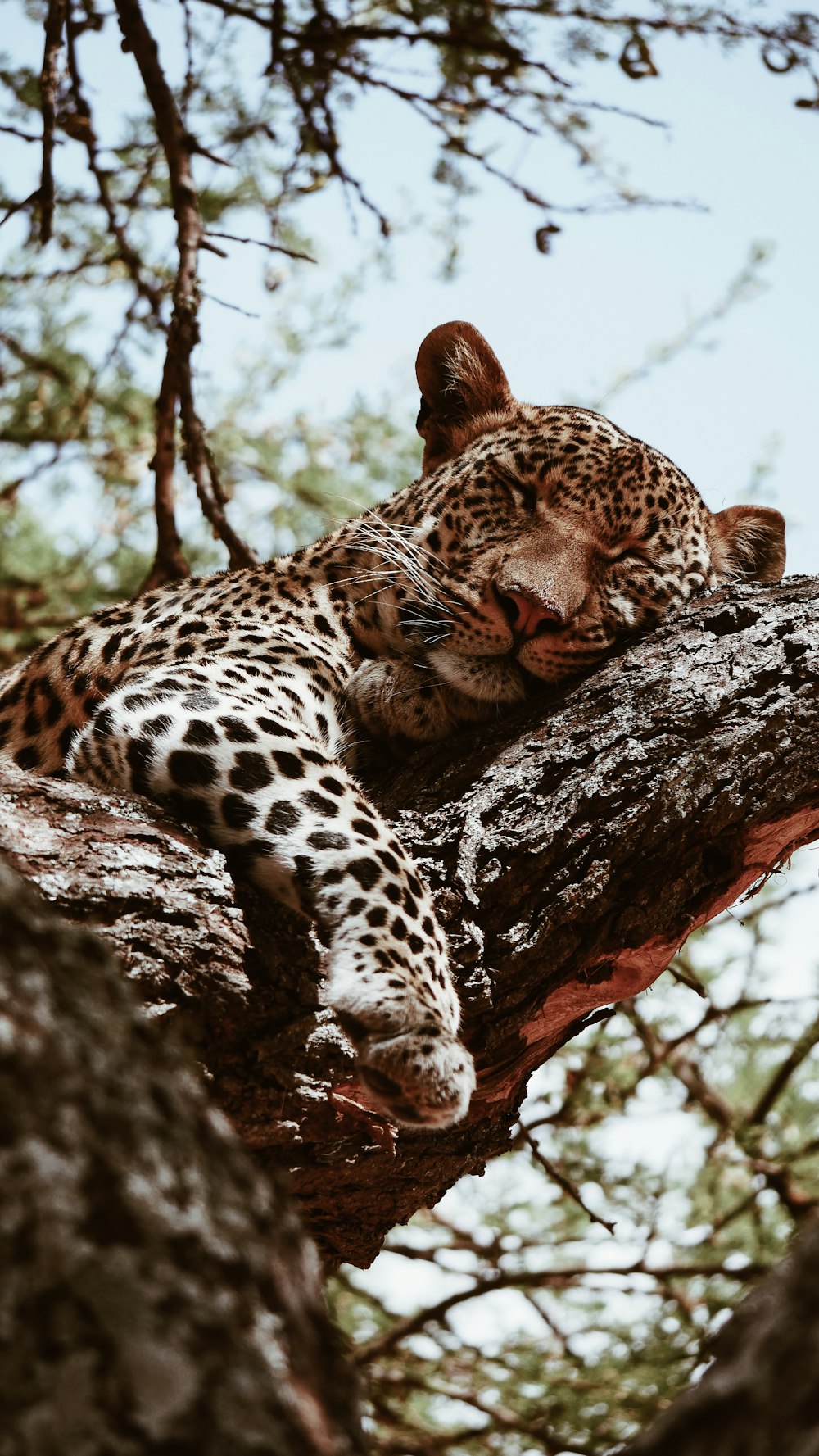 leopardo marrom dormindo durante o dia