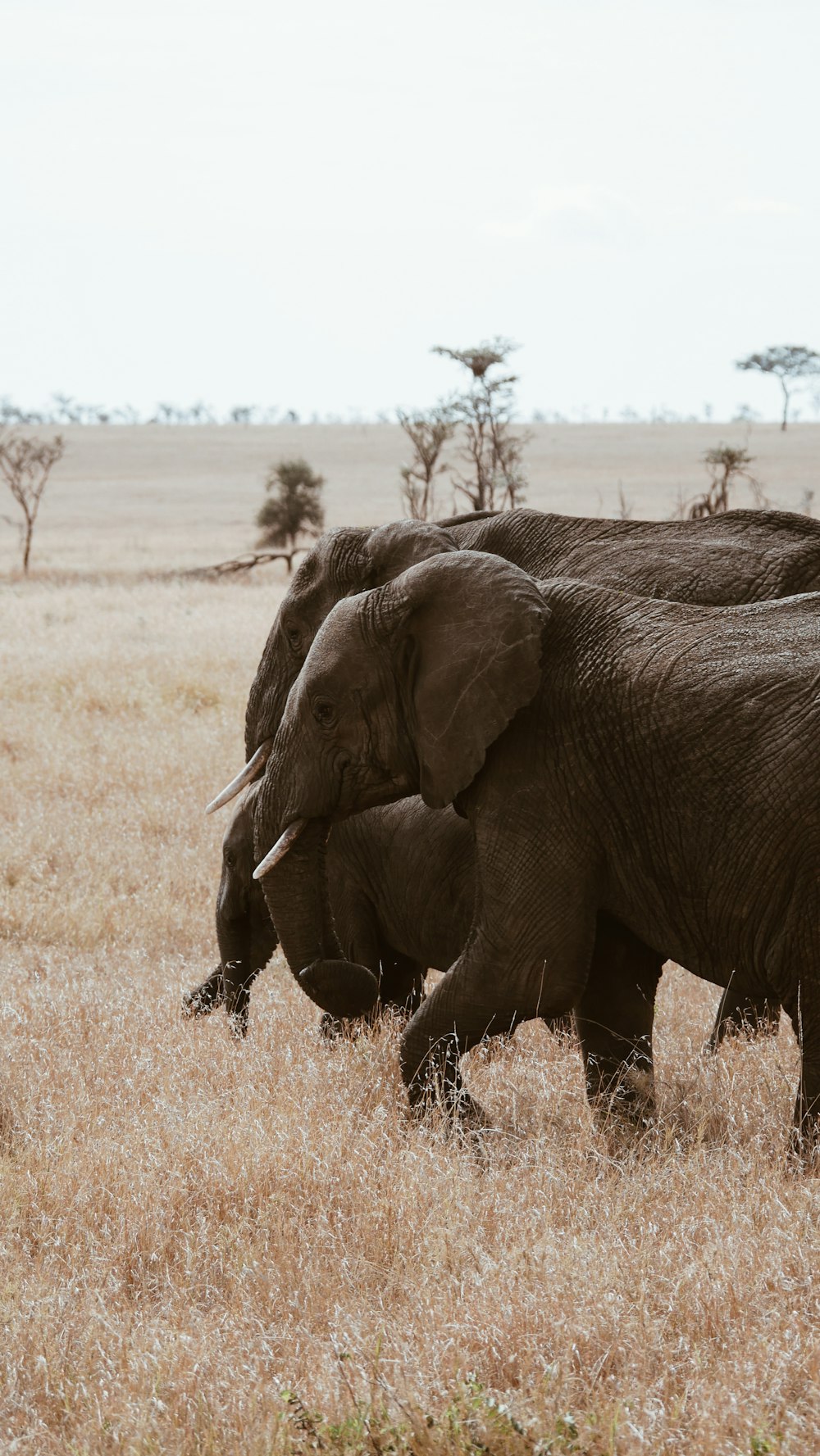 gray elephant