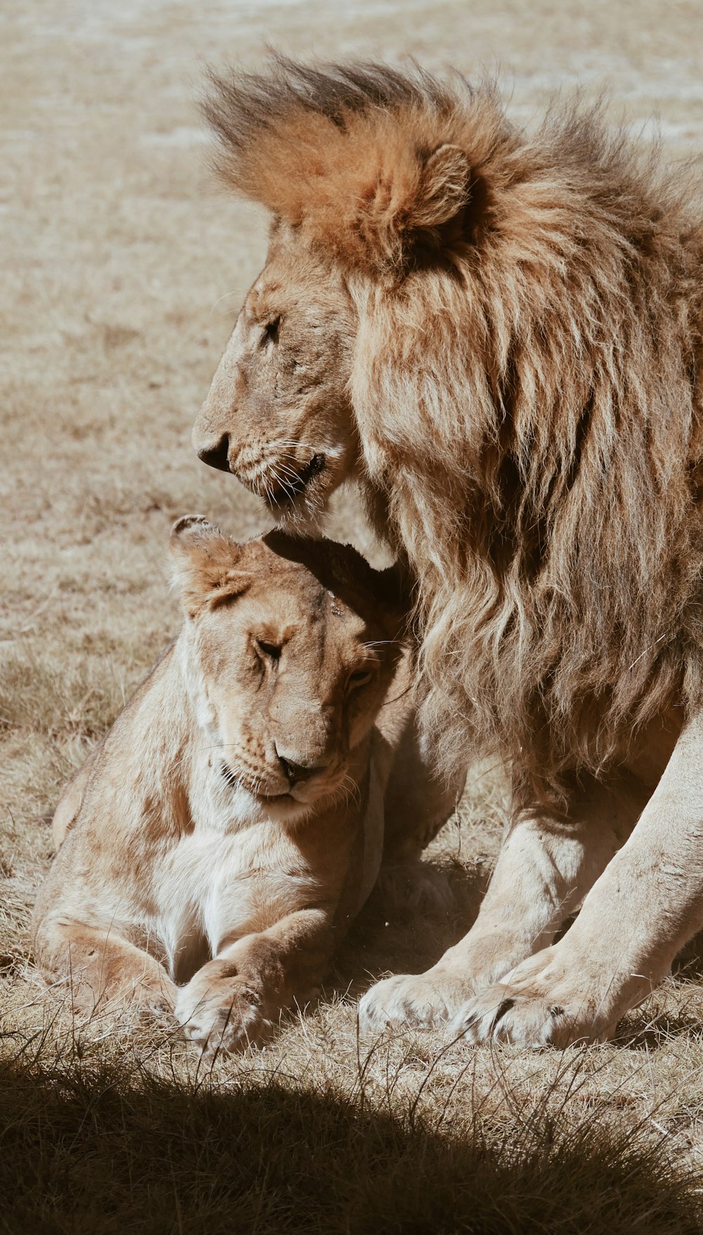 Dois Leão marrom no campo verde