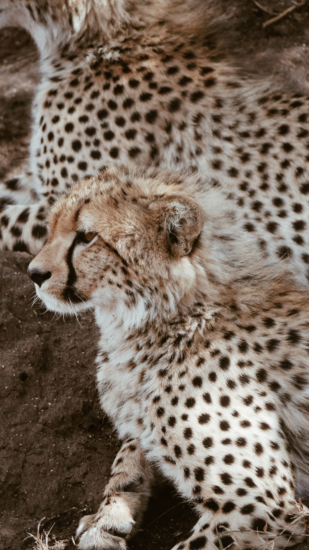 cheetah cub beside adult cheetah