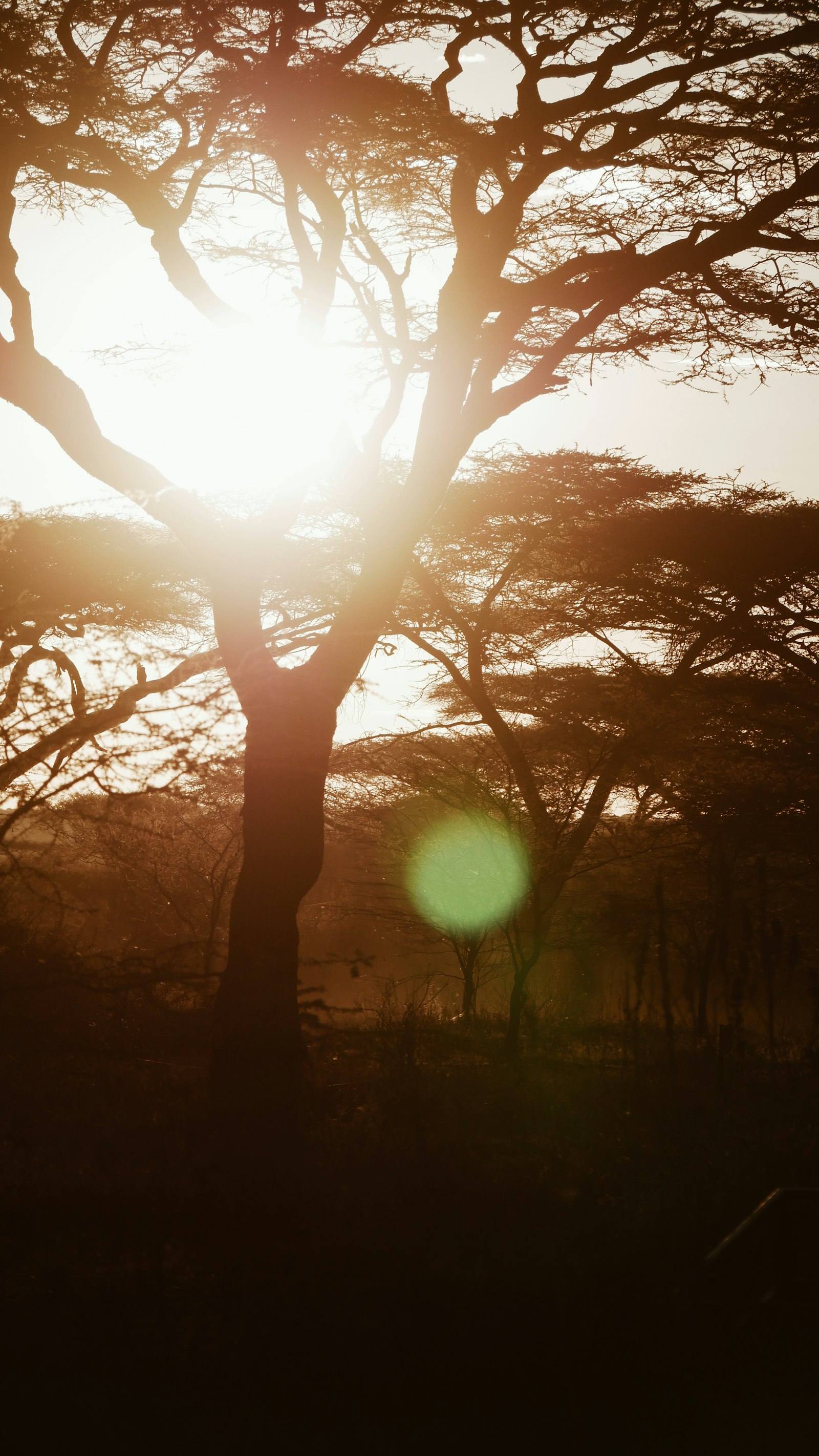 LUMIX G VARIO 100-300/F4.0-5.6II sample photo. Two trees during golden photography