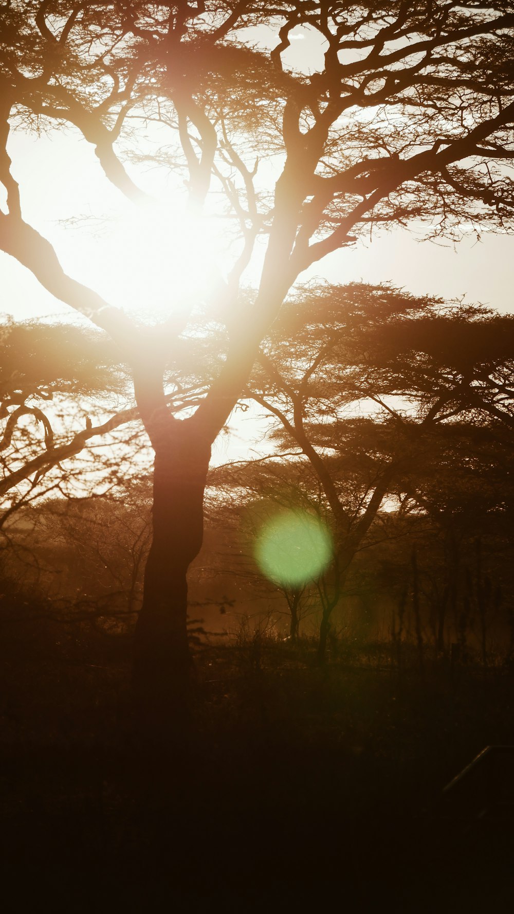 two trees during golden hour