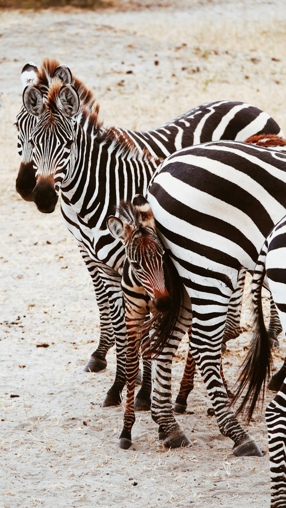 herd of zebras