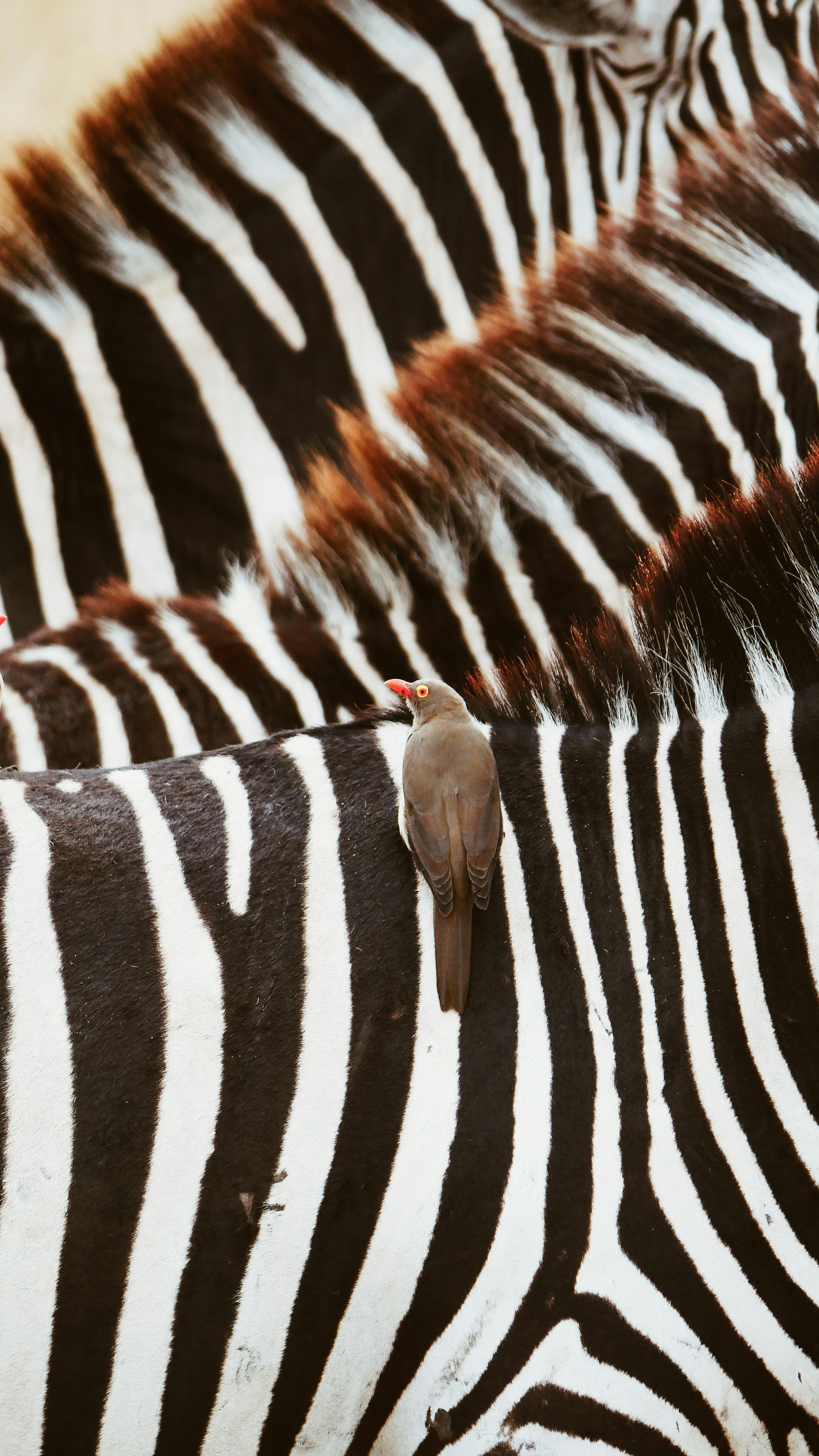 braune Vogel Zebras