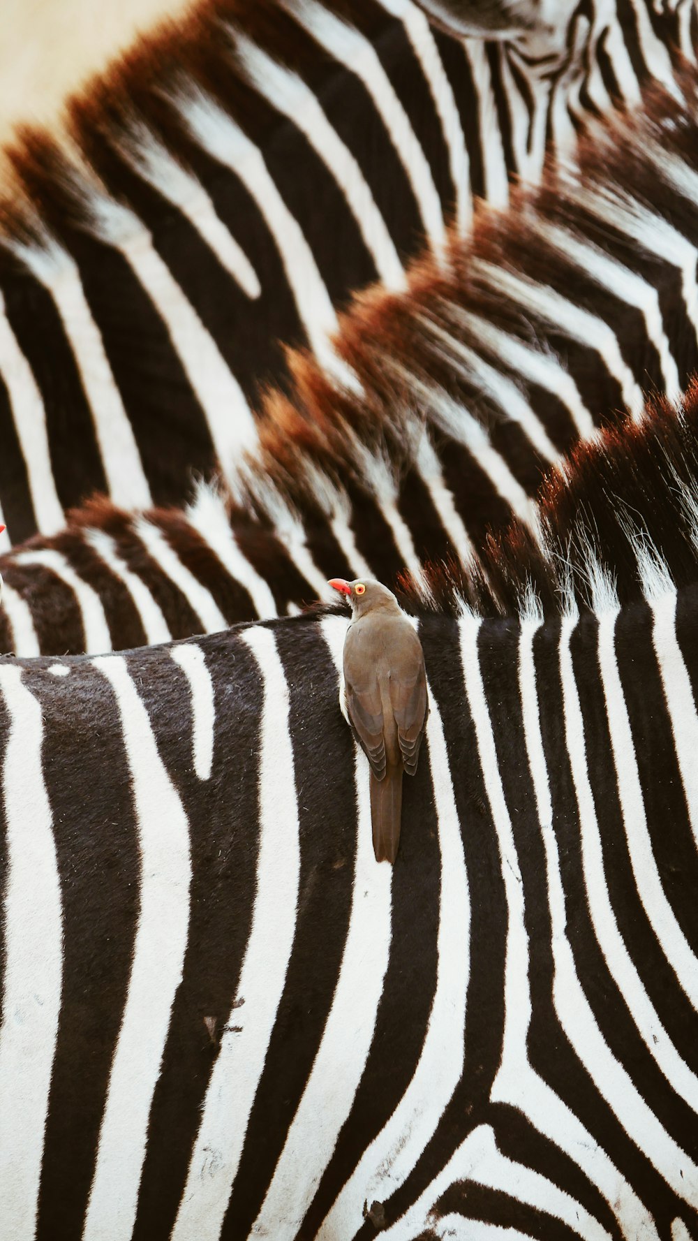 brown bird zebras