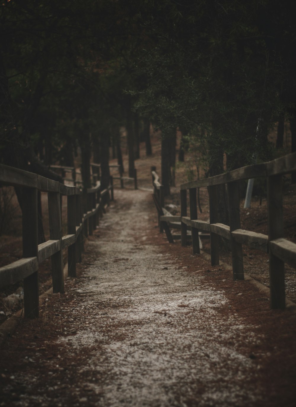 a path in the woods with benches and trees