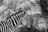 A zebra is depicted in profile, showcasing its distinctive black and white stripes. The background consists of blurred foliage and branches, suggesting a natural habitat.