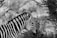 A zebra is depicted in profile, showcasing its distinctive black and white stripes. The background consists of blurred foliage and branches, suggesting a natural habitat.