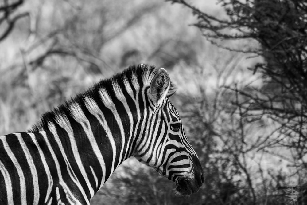Foto en escala de grises de Zebra