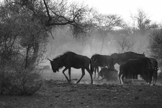 A group of wildebeests stands and moves across a dry, dusty savanna landscape. The scene is captured in black and white, creating a stark contrast between the animals and their environment. Sparse trees and shrubs surround the area, adding to the wild and untamed feel of the scene.