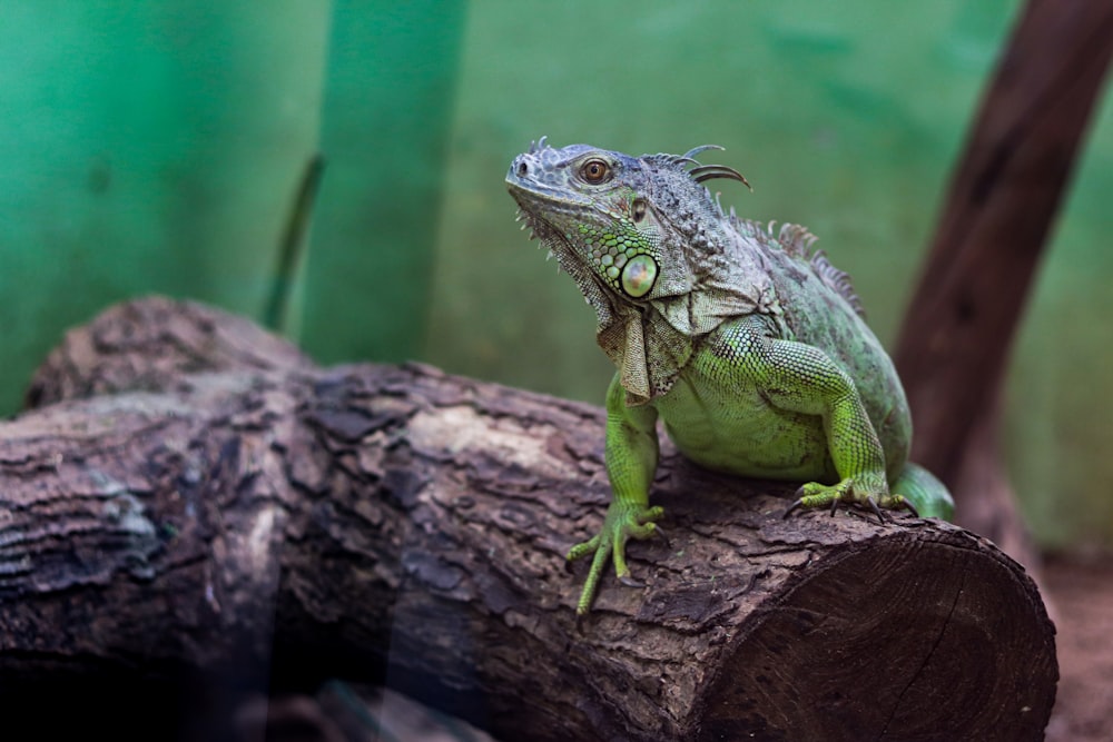 green iguana