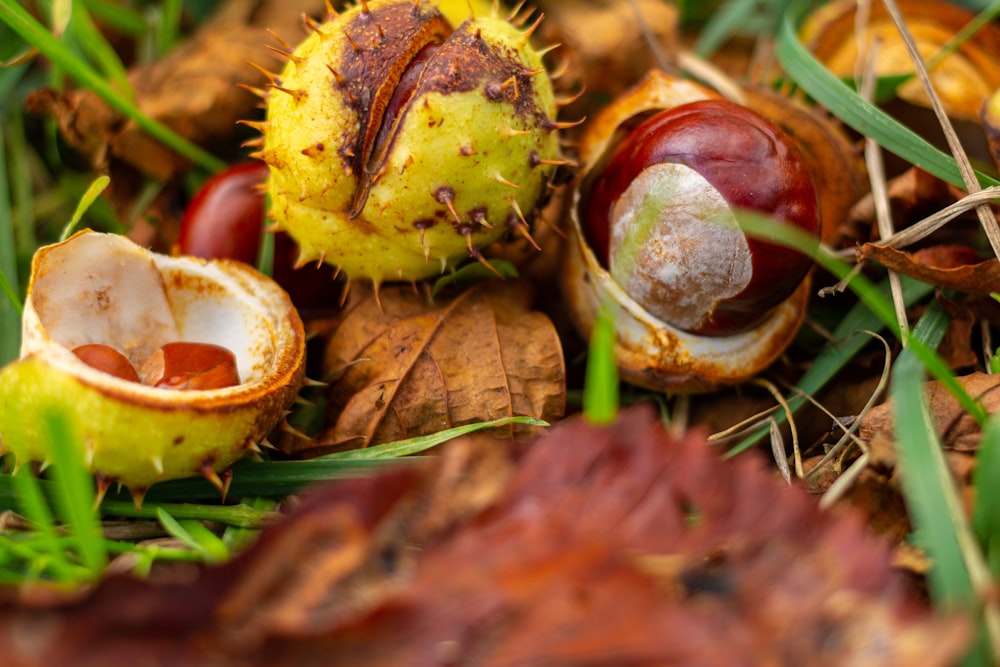 brown seeds