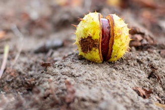 A chestnut with its spiky, green outer shell partially open, revealing the shiny brown nut inside. It is resting on the ground amidst soil and dried leaves, with a blurred background that emphasizes the chestnut's texture and colors.