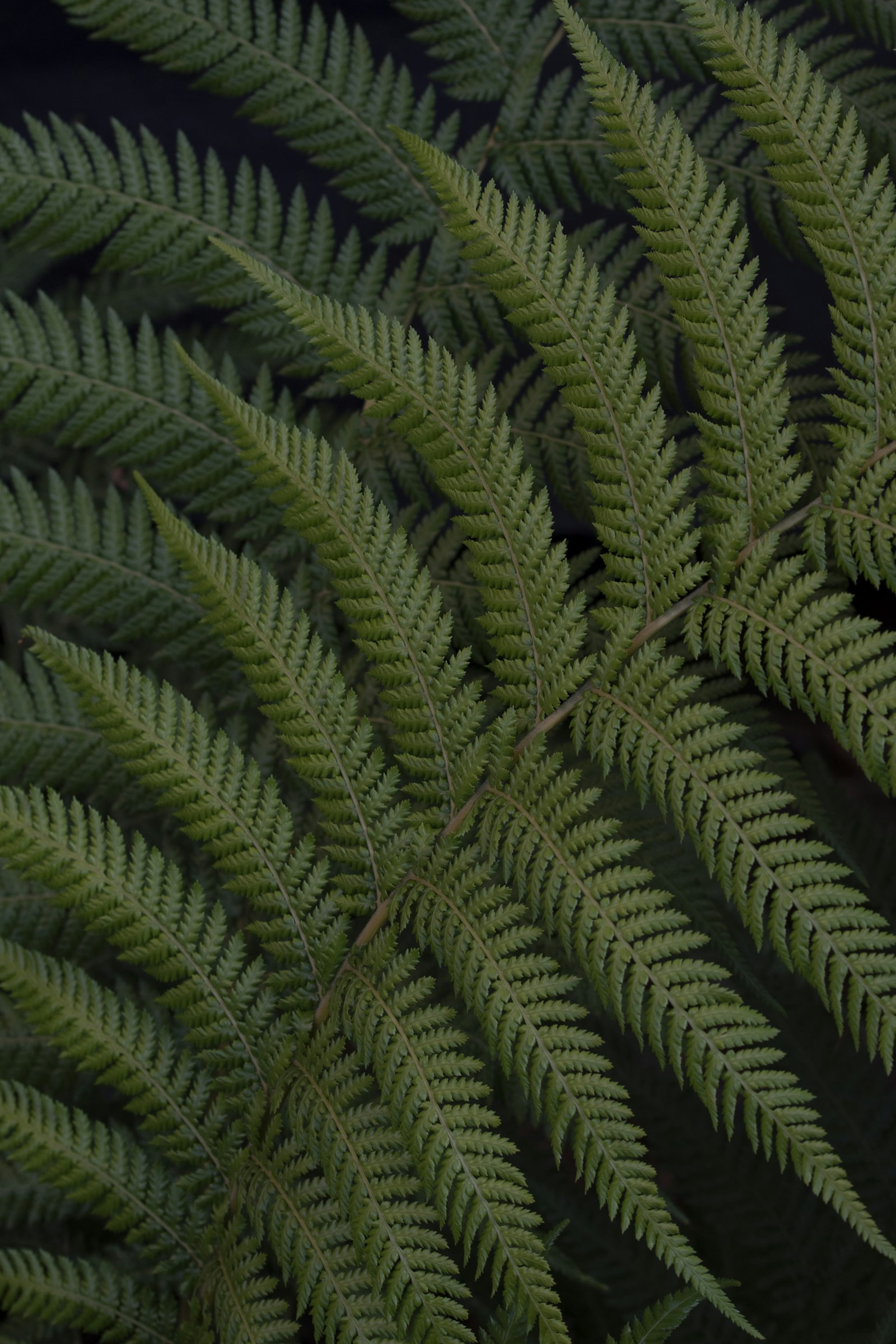 Nikon D850 + Nikon AF-S Nikkor 70-200mm F2.8G ED VR II sample photo. Green fern leaves photography