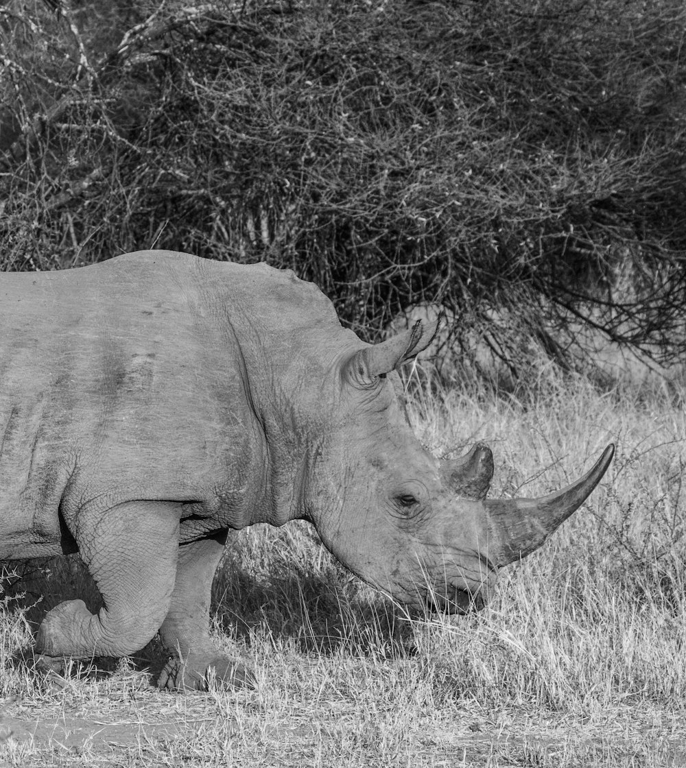 rhino near plant