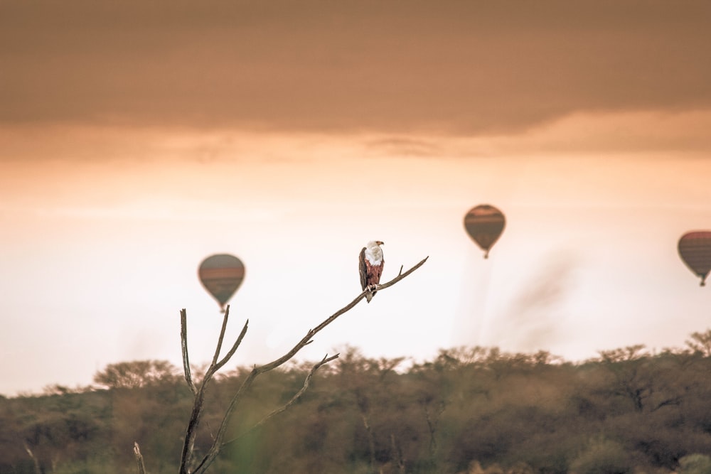 several hot air balloons