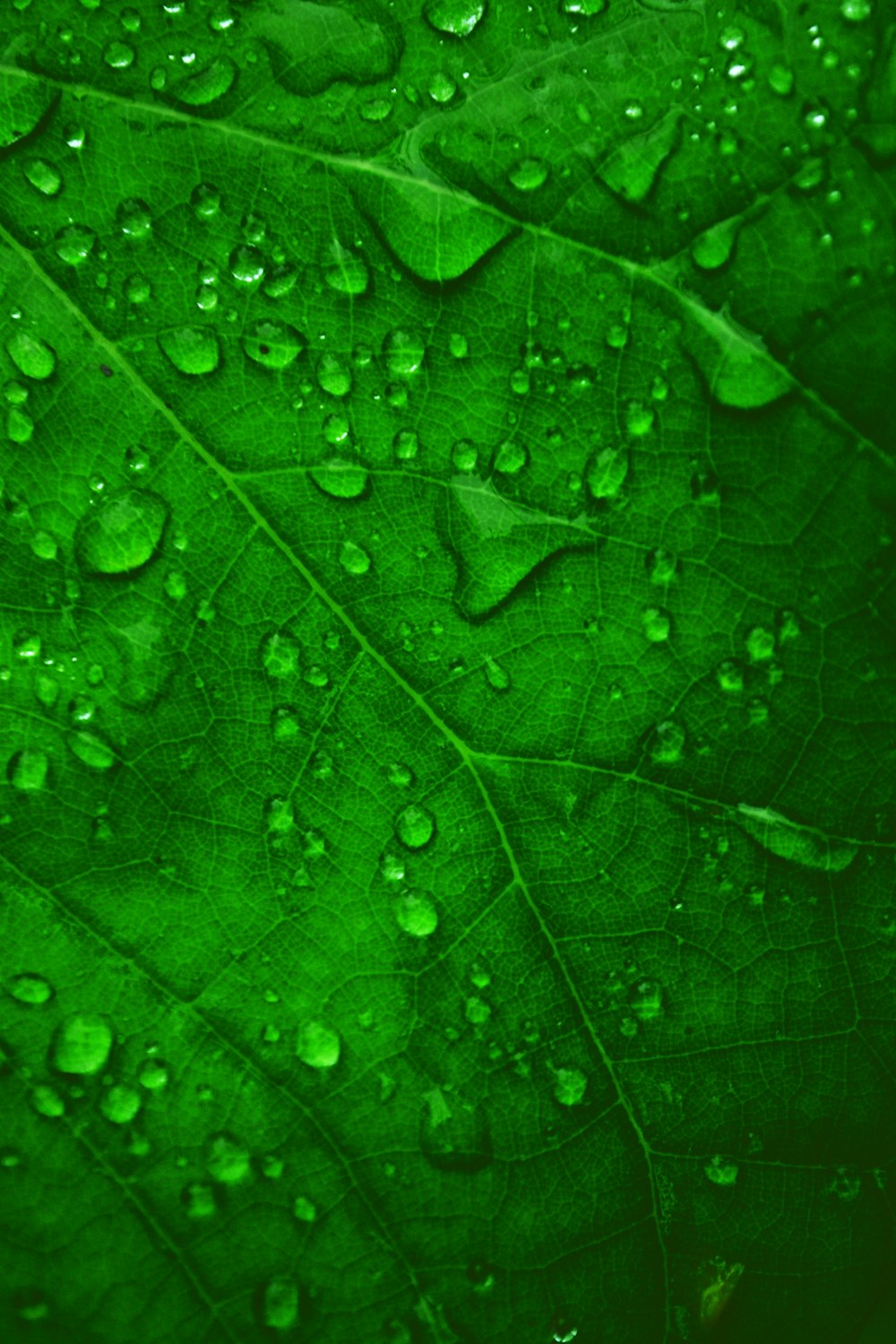 green leaf