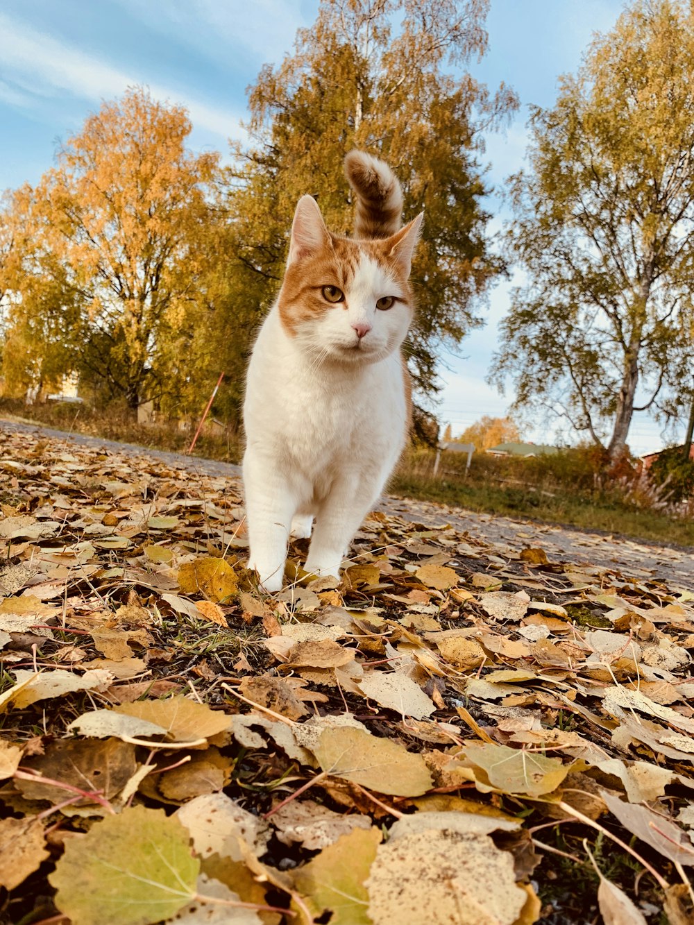 white and orange cat