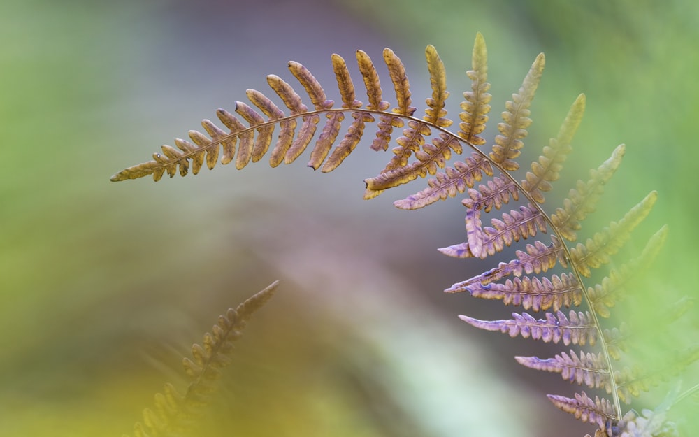 brown fern plant in close-up photo