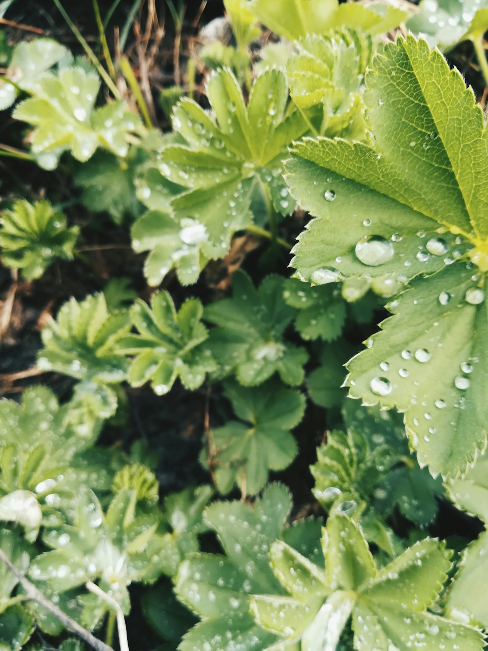 green-leafed plant