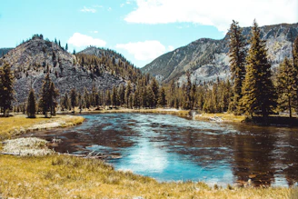 forest and body of water during day