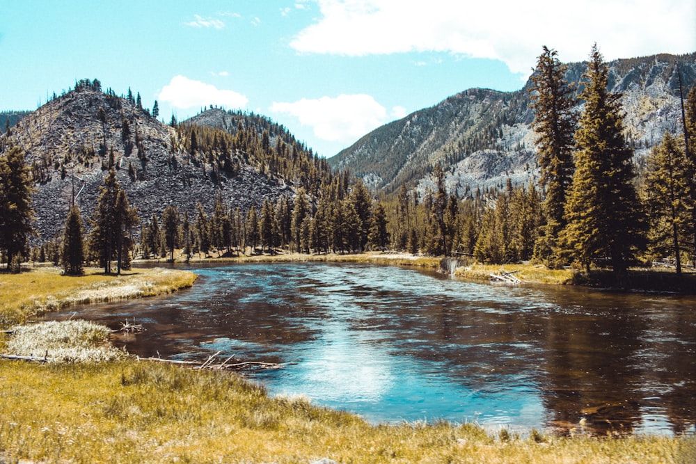 forest and body of water during day