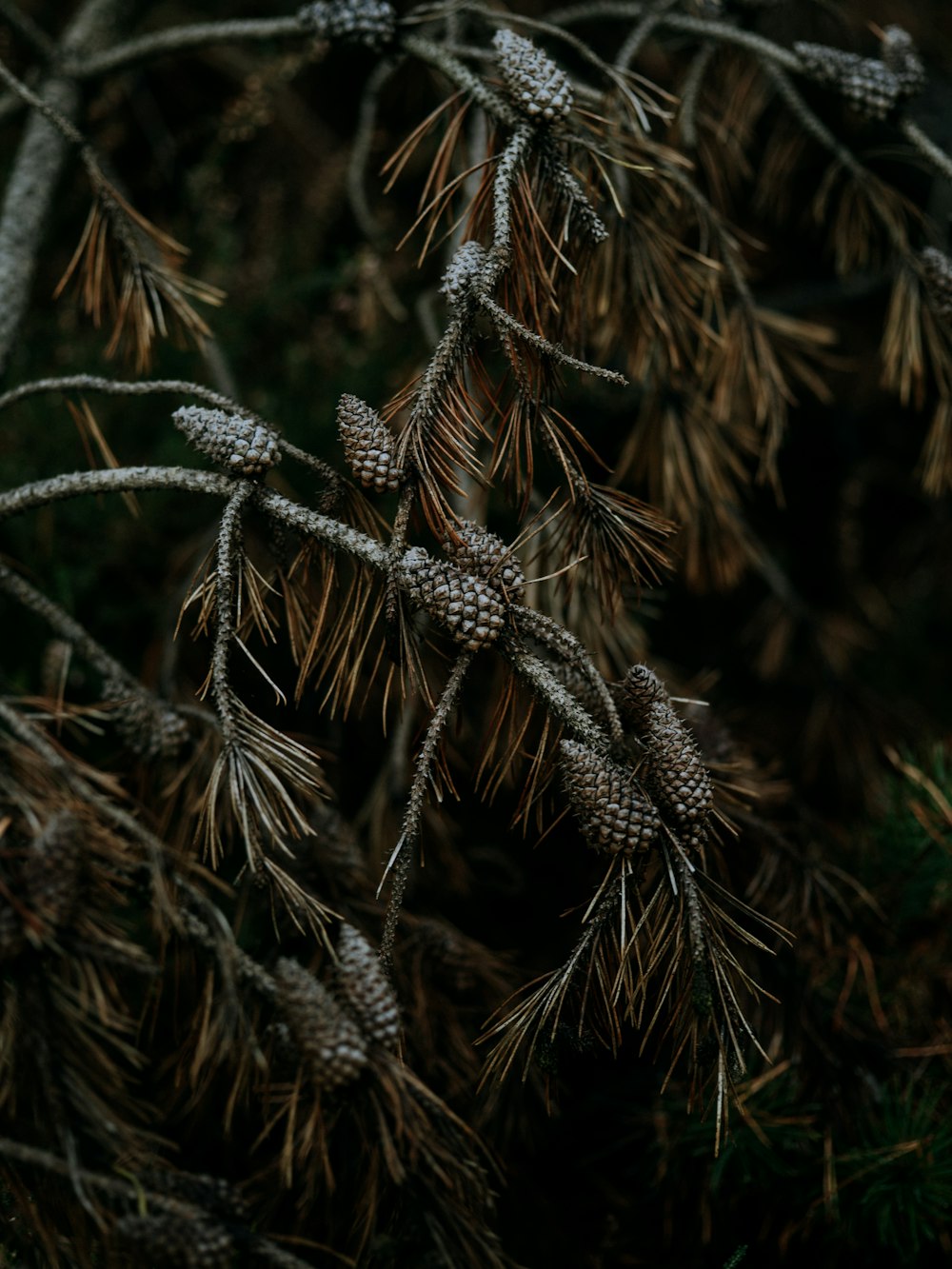 pine cones on tree;
