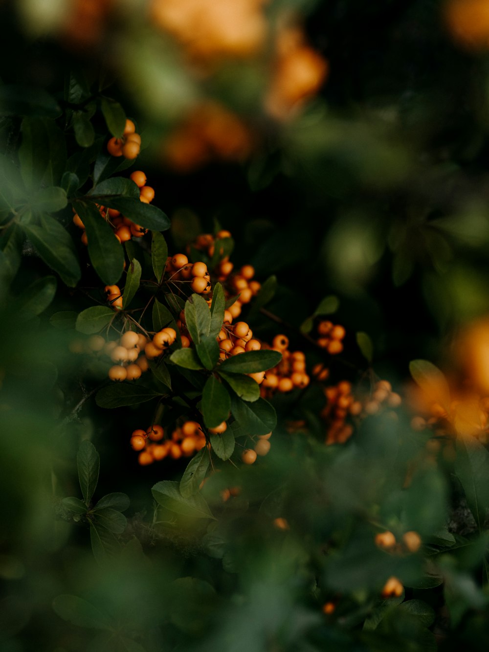 round yellow fruits