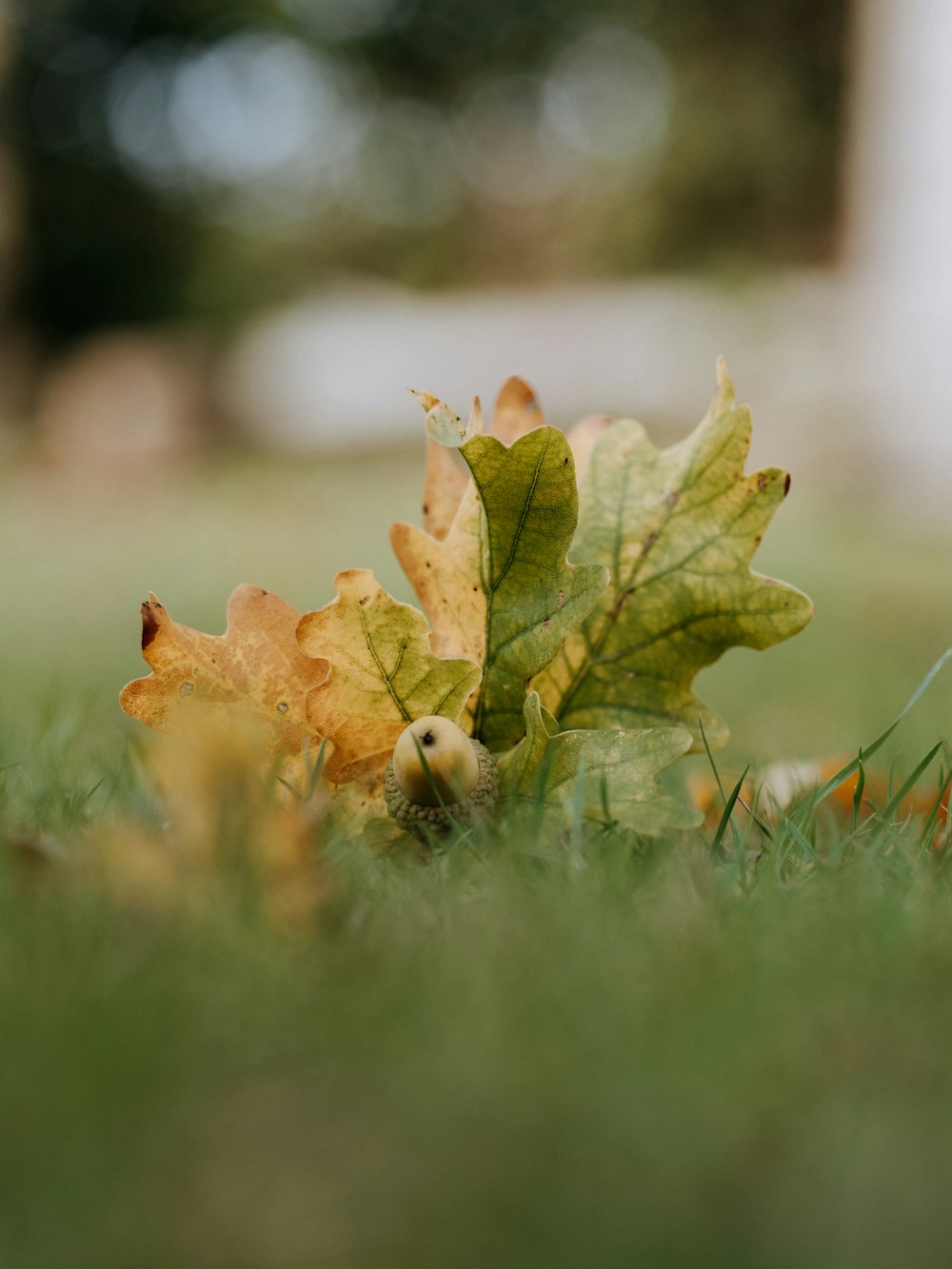 green plant