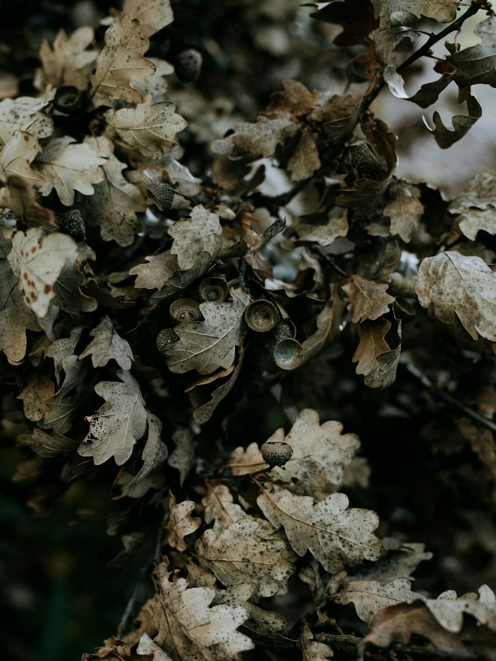 brown leaves