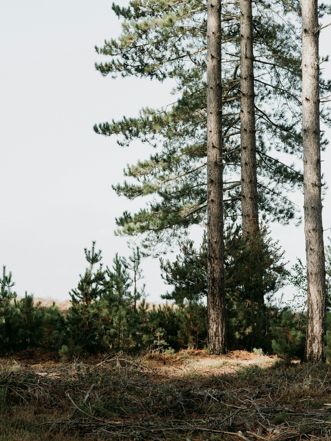 green pine trees