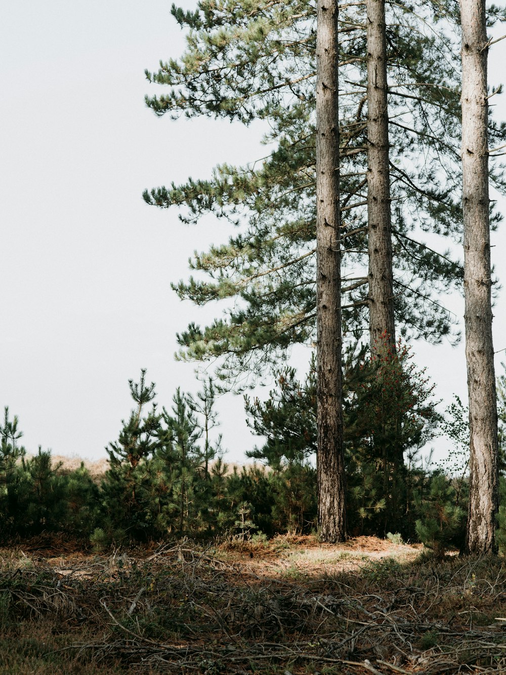 green pine trees