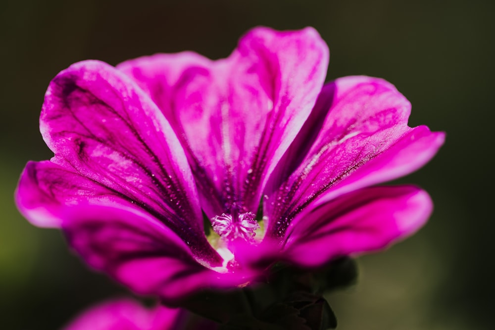 pink petaled flower