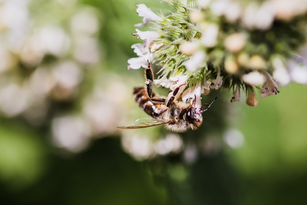 bees perching on flowers