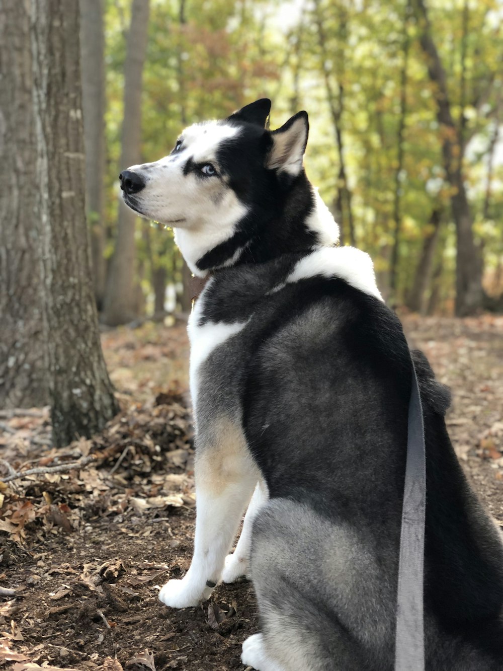 Cão branco e preto com Hrness perto da árvore