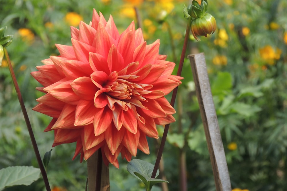 red multi-petaled flower