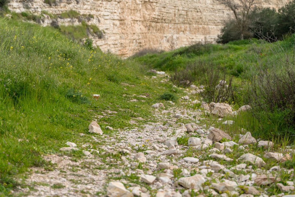 green grass near brown concrete wall