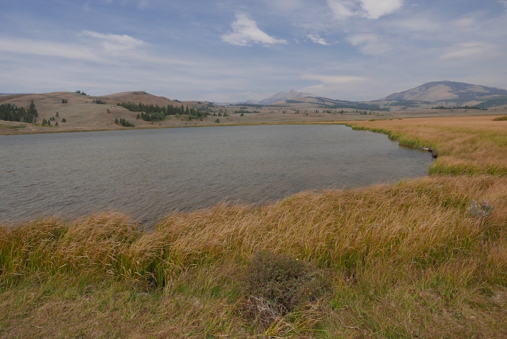 lake and grasses