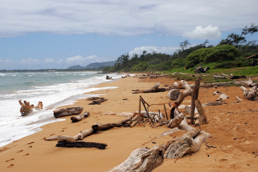 seashore with driftwoods