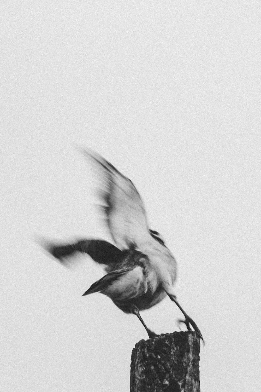 fotografia in scala di grigi dell'uccello