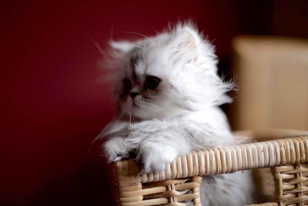 white kitten in basket