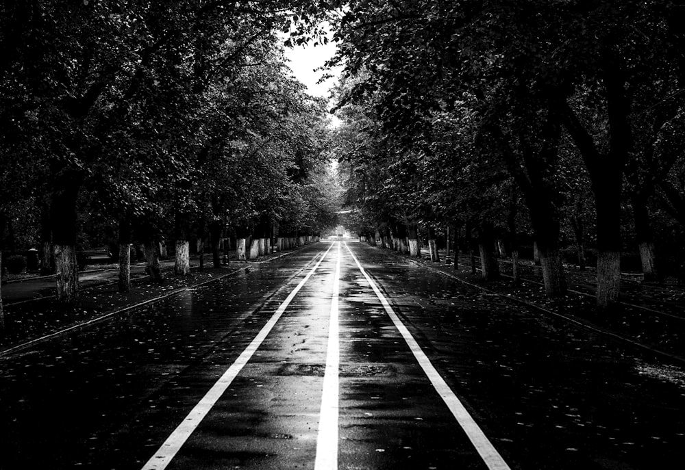 graysclae photography of roadway surrounded by trees