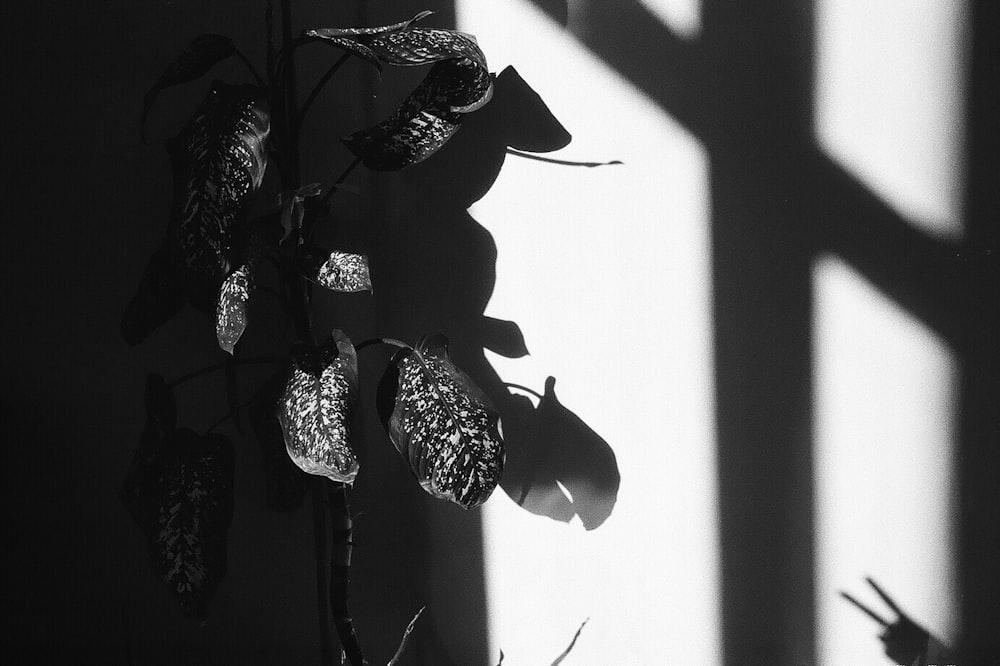 grayscale photo of plant