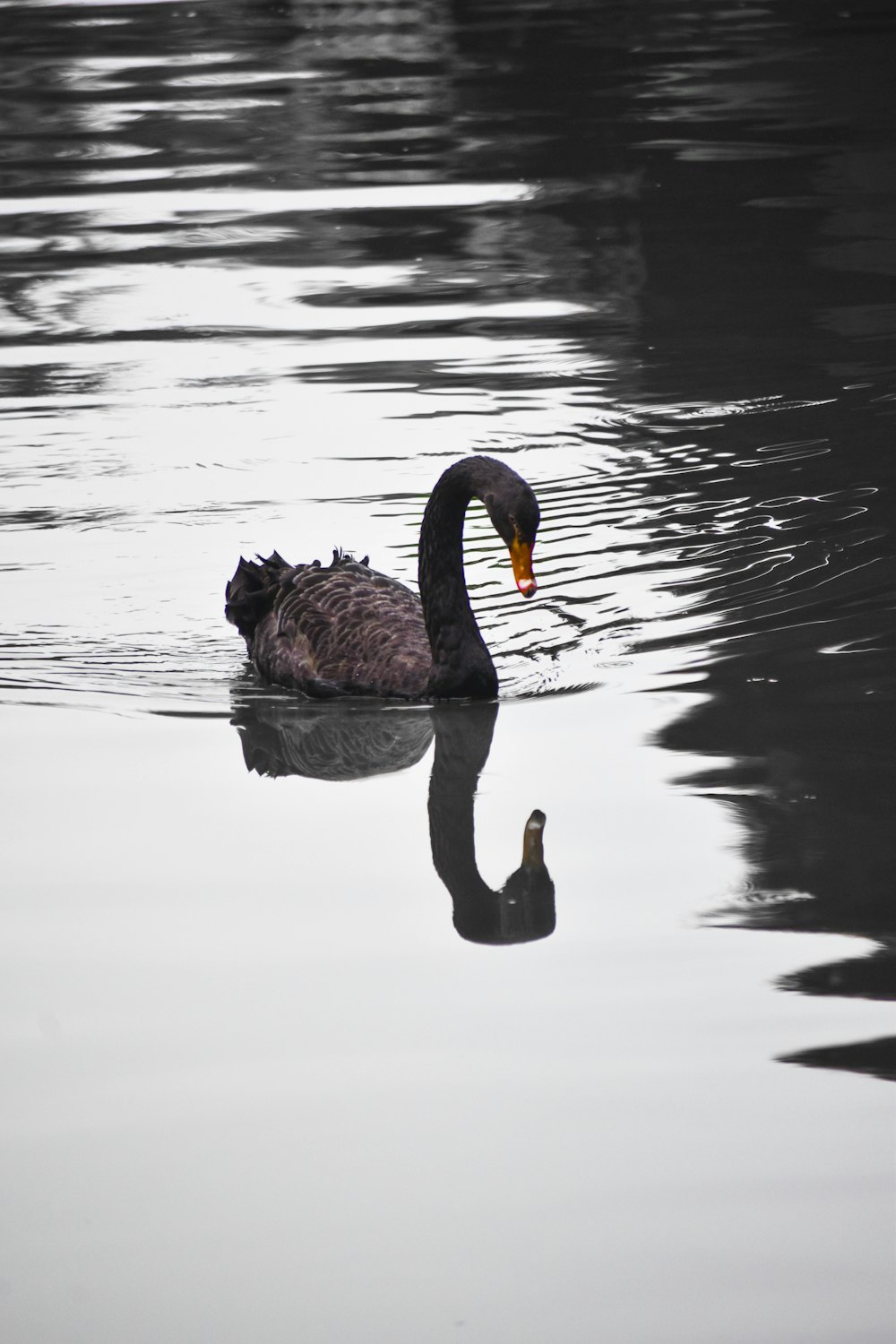 gray swan on body of water