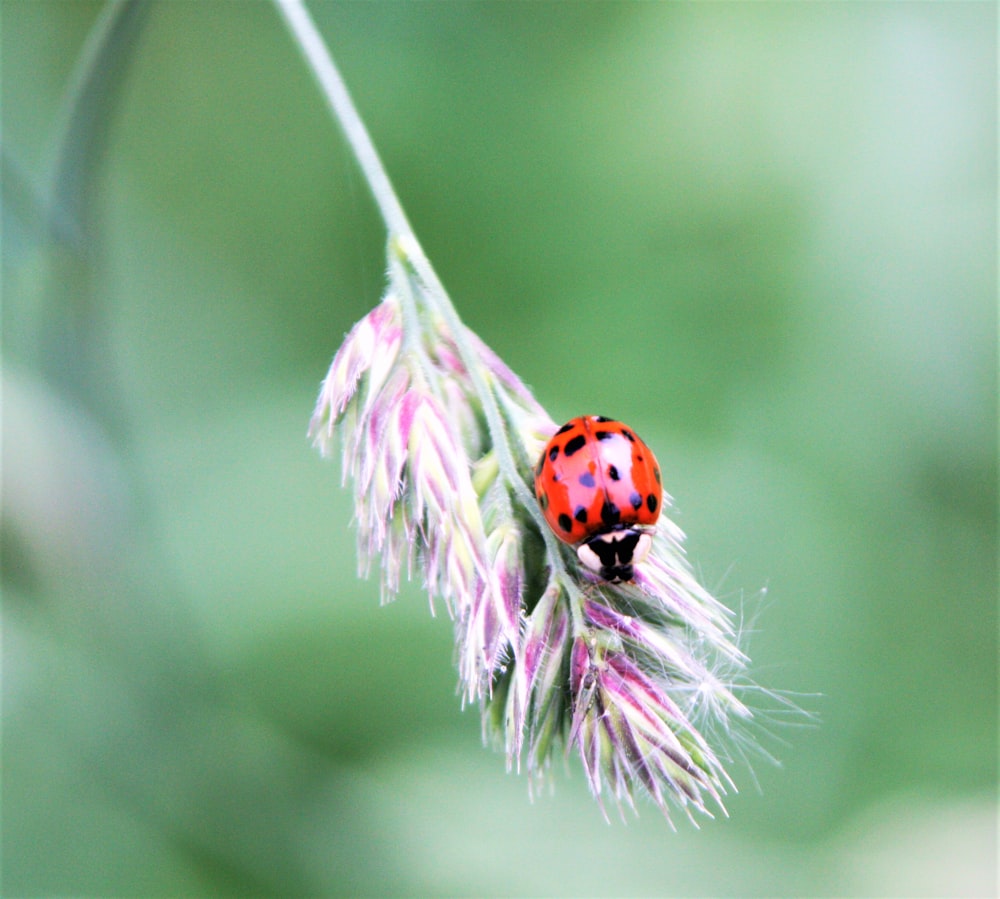 coccinella su foglia