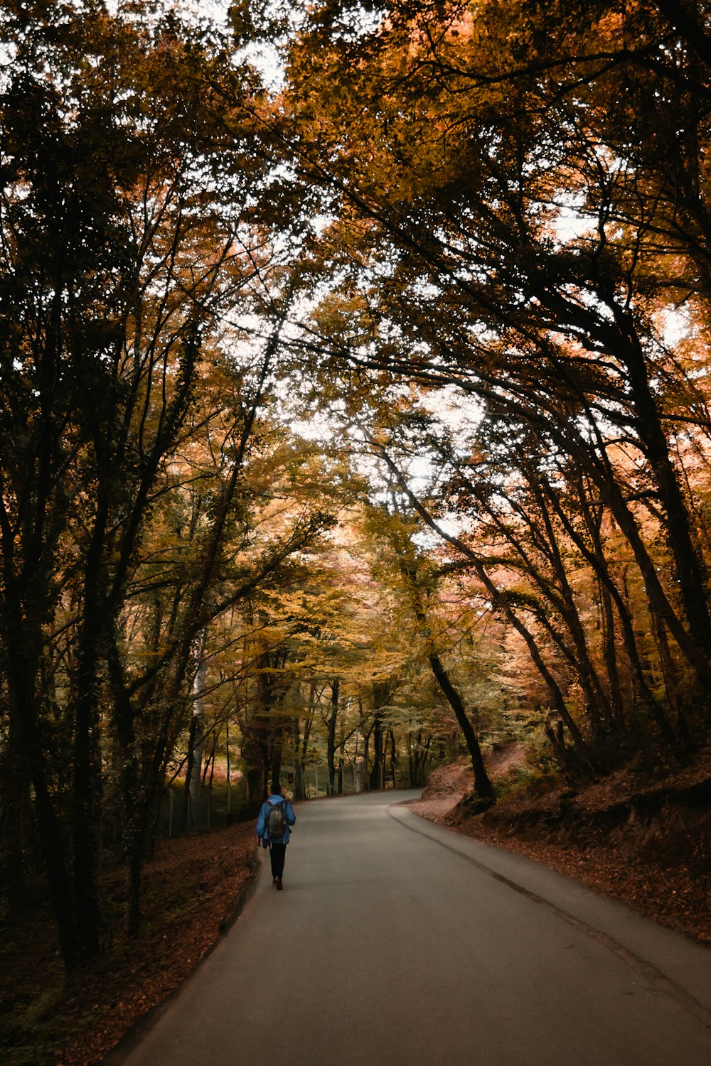 man walking on road between trees
