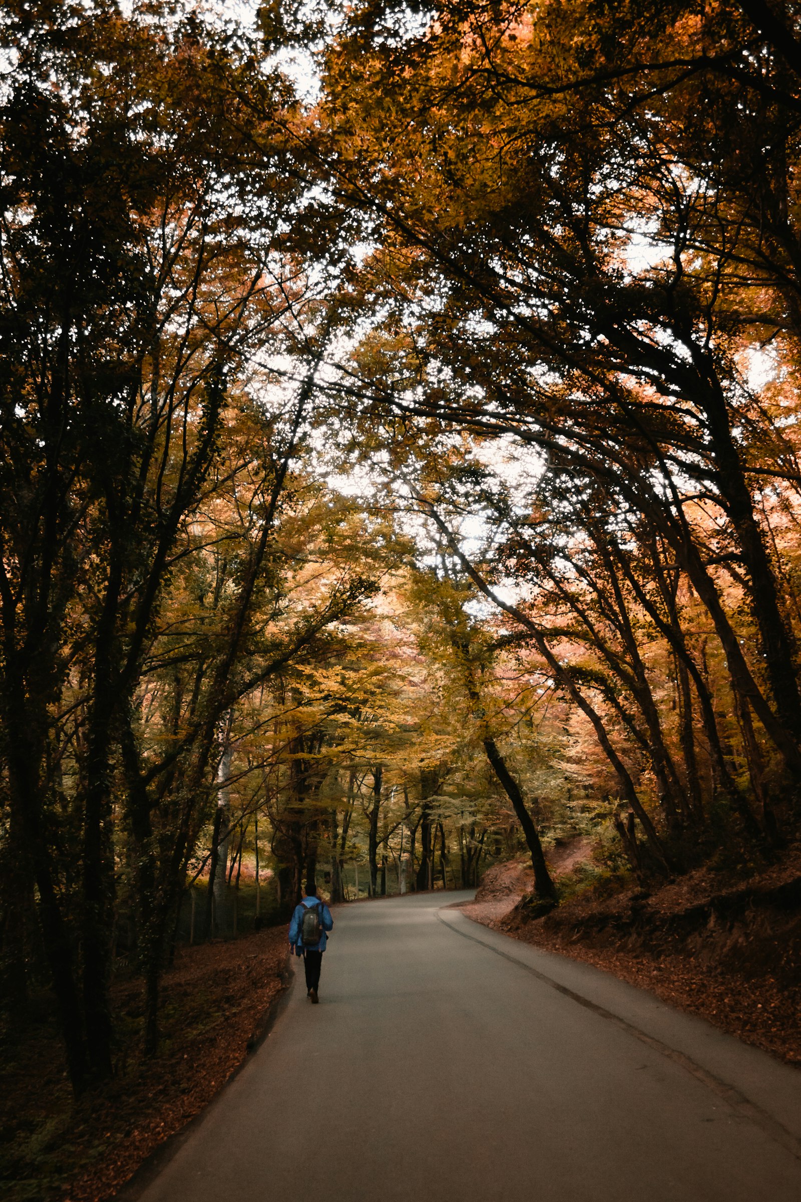 Canon EOS 50D + Canon EF-S 18-55mm F3.5-5.6 III sample photo. Man walking on road photography