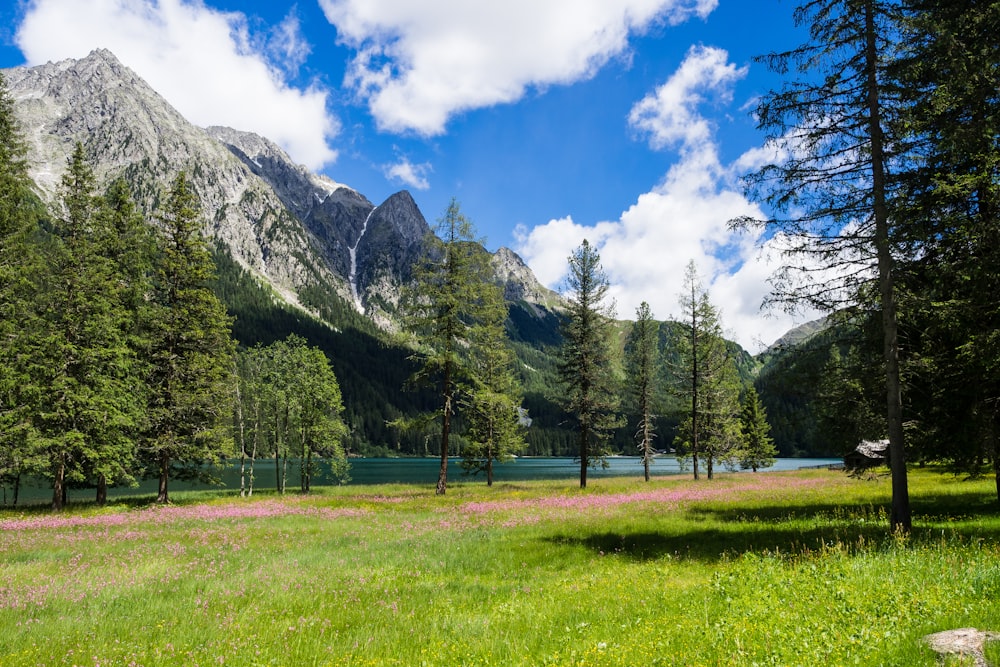 Árboles altos cerca del lago